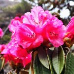 IMG_20190427_161038_PerfectlyClear-150x150 Wyjątkowo mroźna zima opóźniła kwitnienie rododendronów  